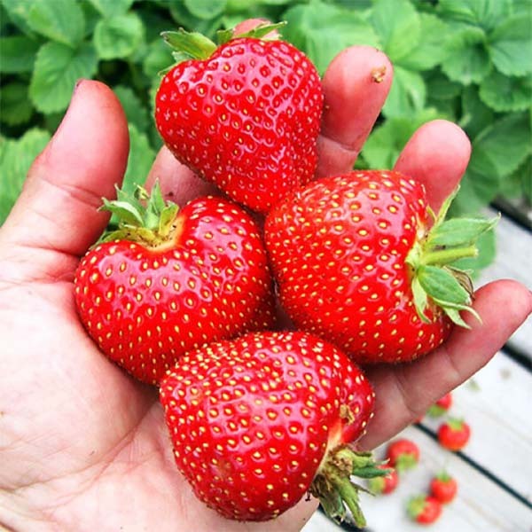 Флоренс2 image Флоренс2 Клубника: Флоренс