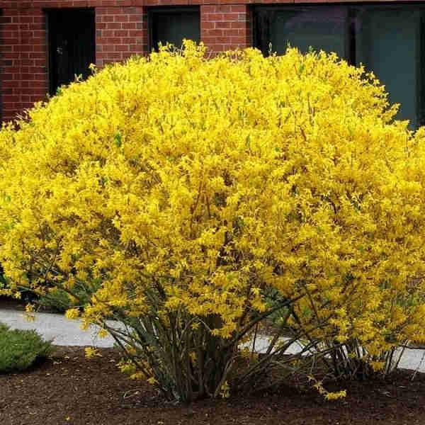 Форзиция image Форзиция Декоративные: Форзиция