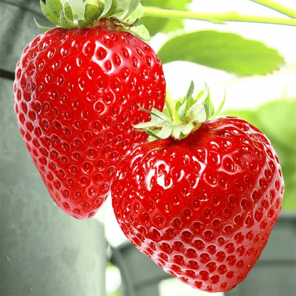 Хоней6 image Хоней6 Клубника: Хоней