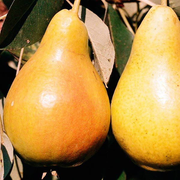 Чижовская7 image Чижовская7 Груша: Чижовская