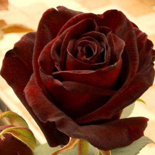 Элегия8 image Элегия8 Чайно-гибридные: Элегия