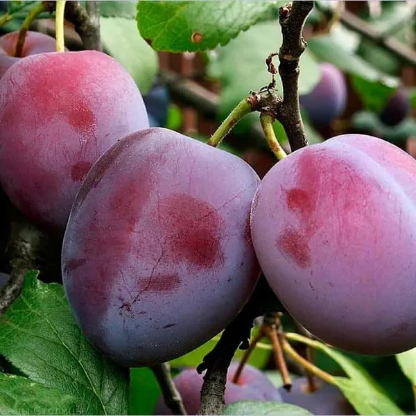 Этюд7 image Этюд7 Слива: Этюд