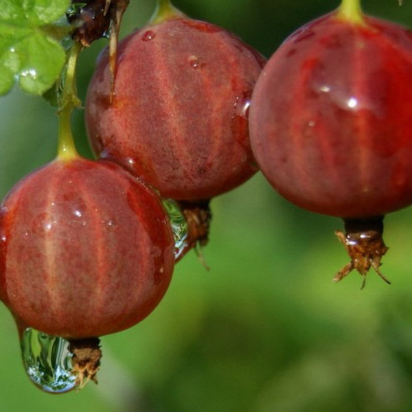 Юбиляр7 image Юбиляр7 Крыжовник: Юбиляр